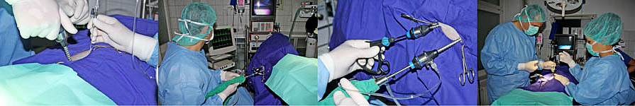 Endoskopie in der Tierarztpraxis Tierarztpraxis Uwe Lenk