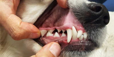 Zahnbehandlungen beim Tierarzt