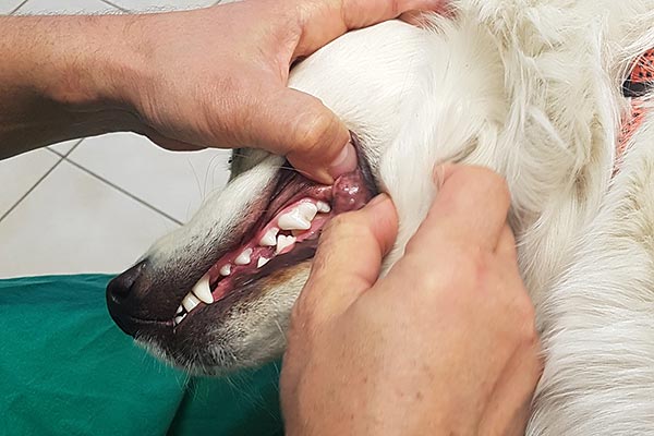 Zahnbehandlungen bei Hunden